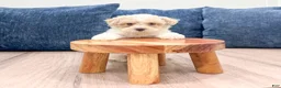 Toy Poodle dogs for sale: Bo - Ad 2