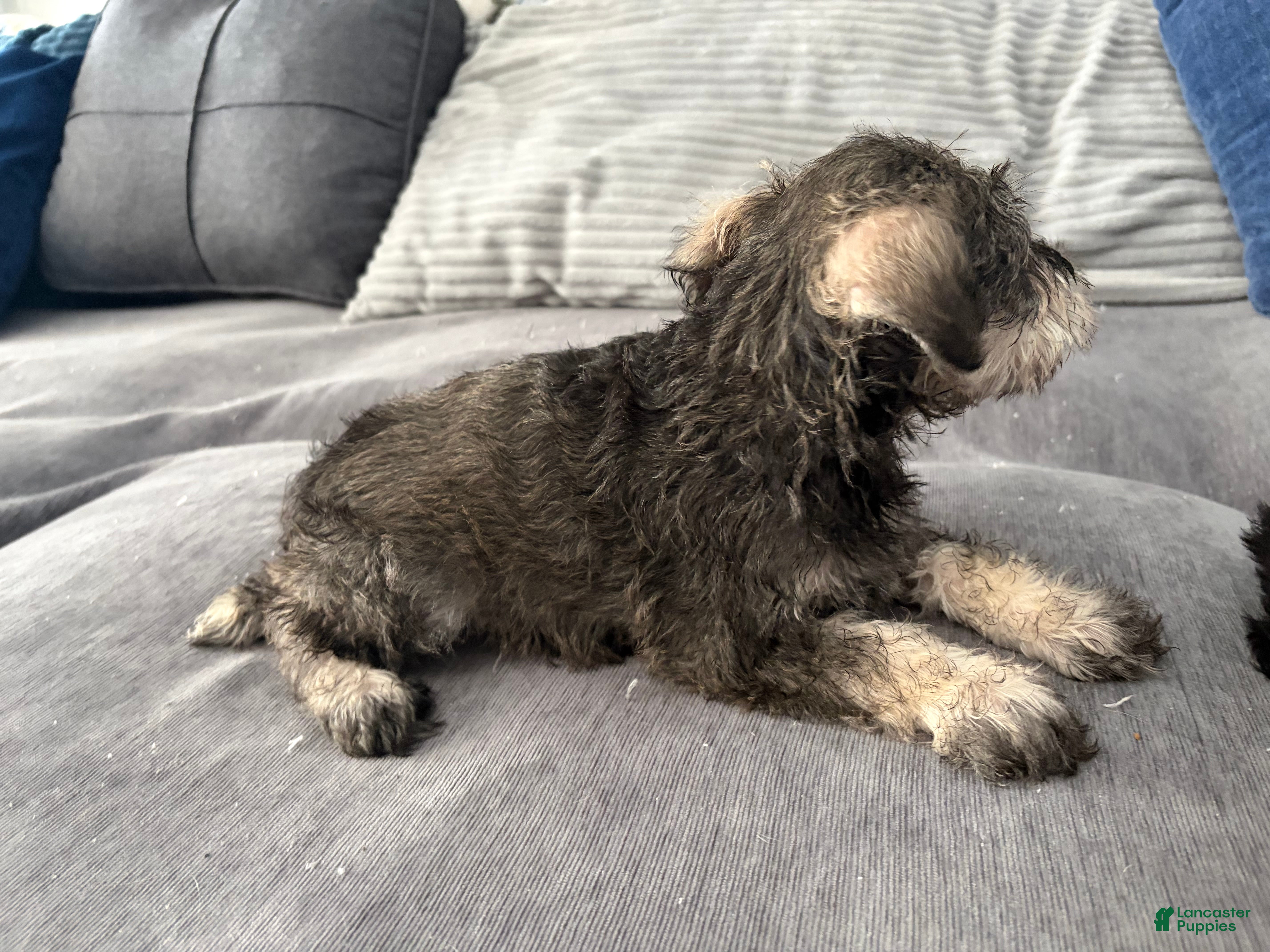 Miniature Schnauzer dogs This pup is Female not male - Ad 2