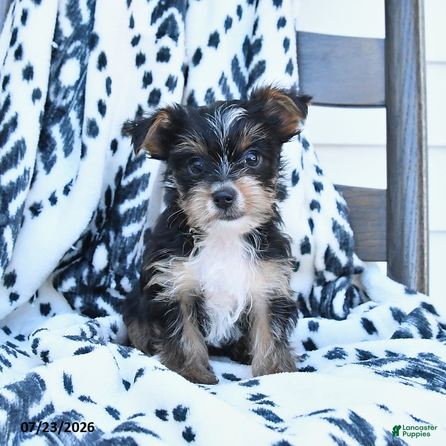 Yorkshire Terrier dogs for sale: Chica - Ad 3