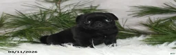 Pug dogs for sale: Emily - Ad 5