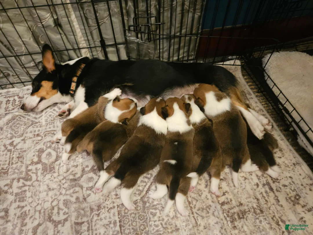 Welsh Corgi Pembroke dogs for sale: Cleopatra - Ad 7