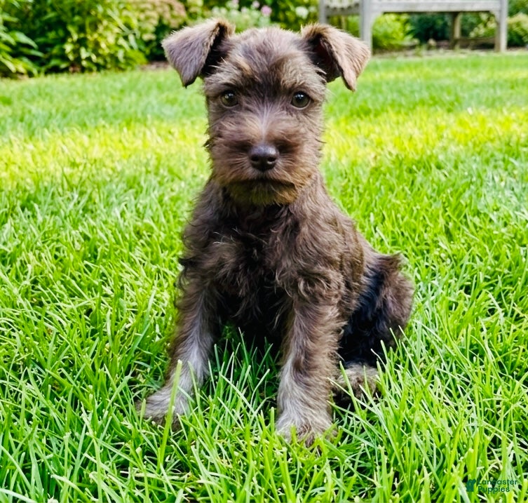 Miniature Schnauzer dogs Heather - Ad 14