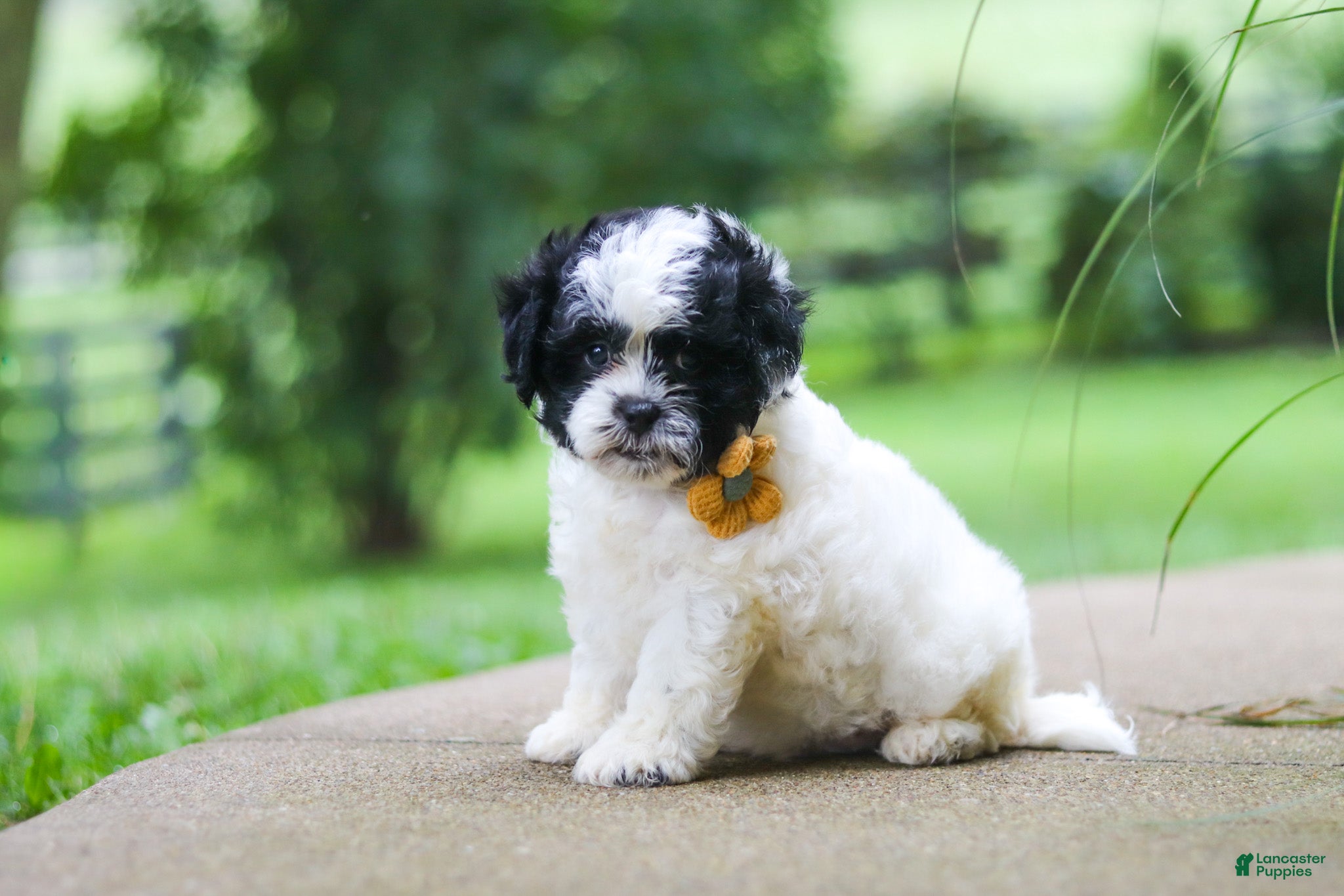 Shihpoo dogs Bentley - Ad 2