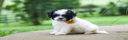 Shihpoo dogs for sale: Bentley - Ad 2