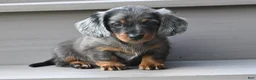 Miniature Dachshund dogs for sale: AKC Pearl - Ad 10