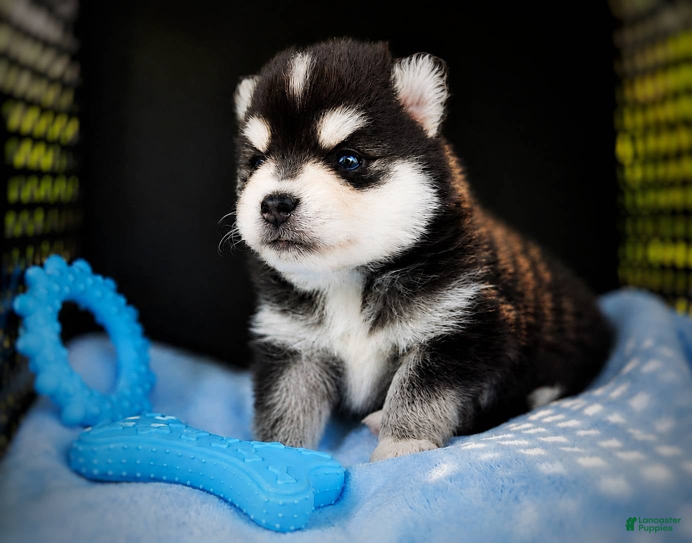 Pomsky dogs Pomsky Puppy Boy - 2 of 5 - Ad 11