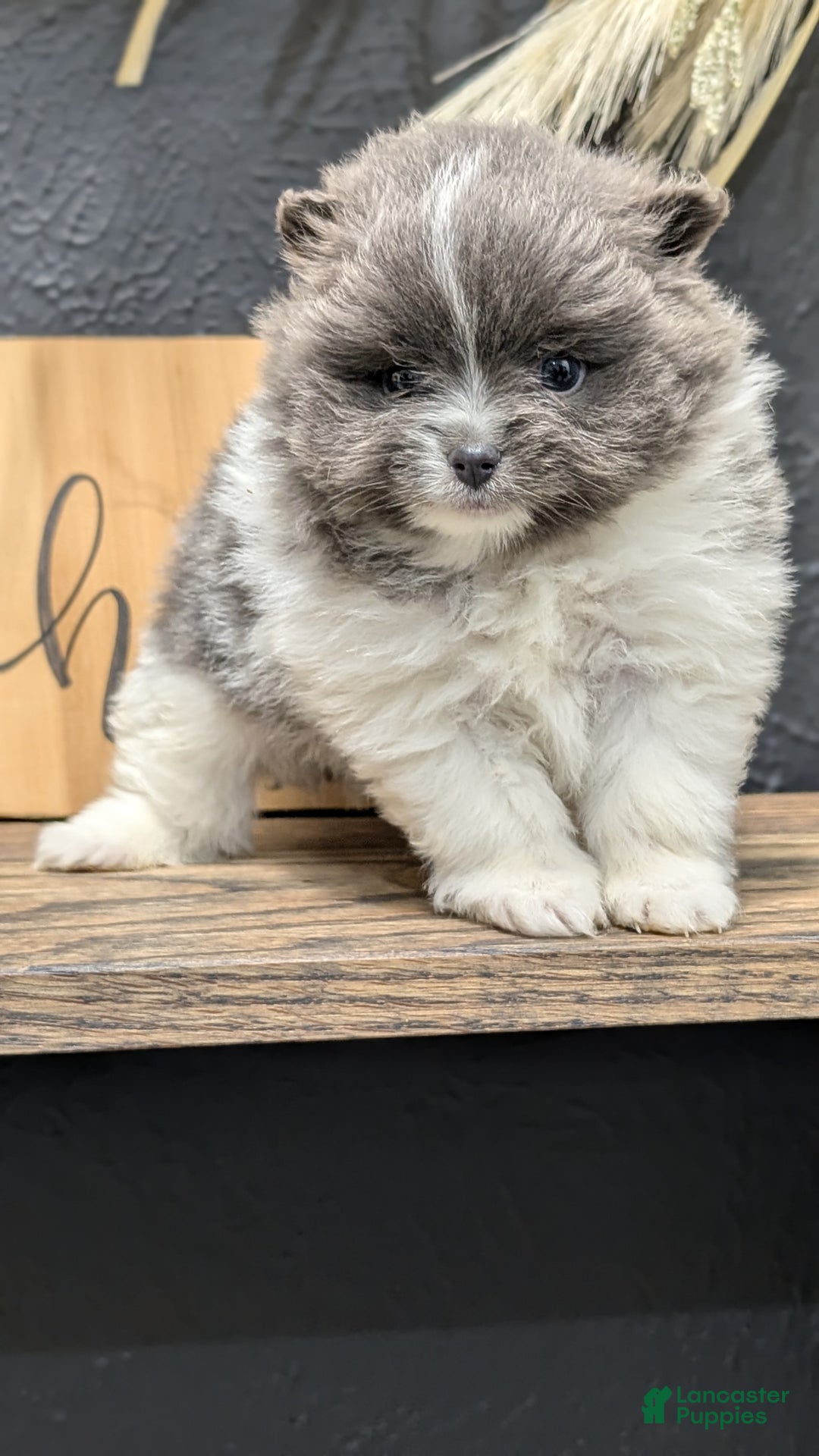 Pomeranian dogs for sale: Yoda - Ad 2