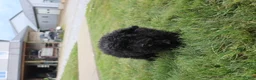 Toy Poodle dogs for sale: Sadie - Ad 8