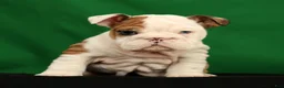 English Bulldog dogs for sale: Autumn - Ad 3