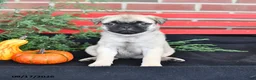 Mixed Breed dogs for sale: Lilac - Ad 3