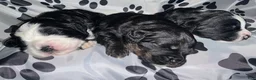 Bernedoodle dogs for sale: Panther - Ad 9
