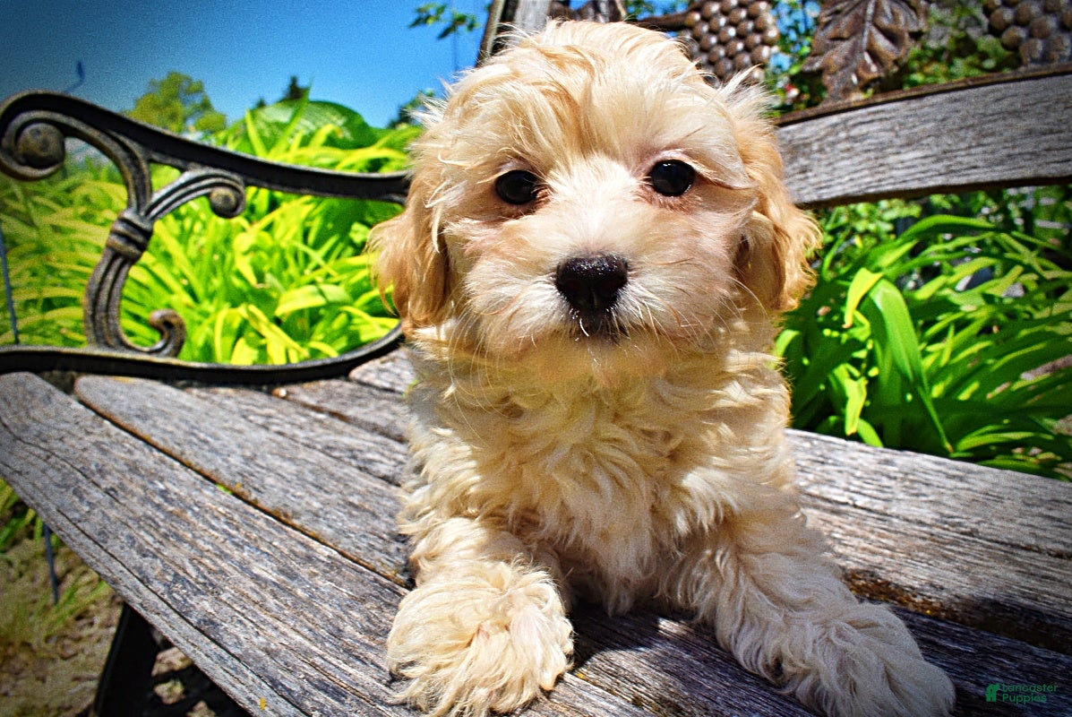 Havapoo dogs Nessie - Ad 1