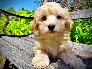 Havapoo dogs Nessie - Ad 1