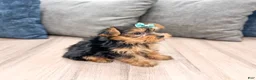 Yorkshire Terrier dogs for sale: Macy - Ad 3