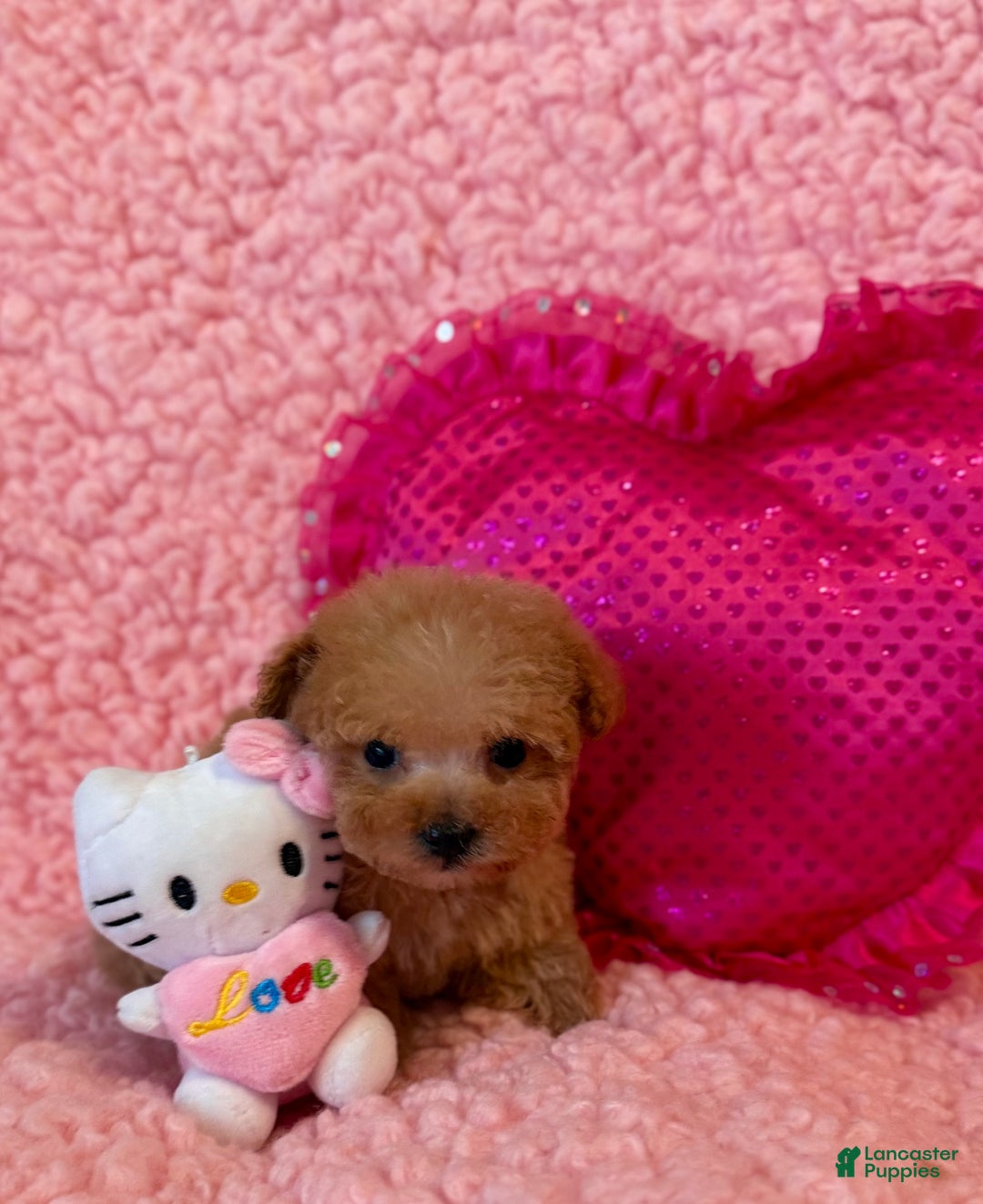 Toy Poodle dogs for sale: Munchkin microteacup F - Ad 5