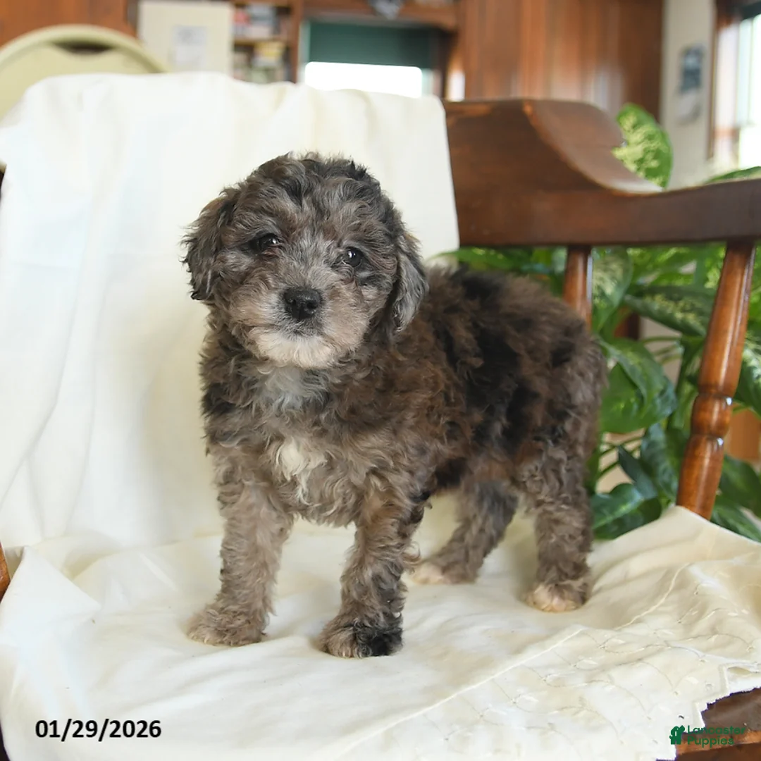Miniature Poodle dogs for sale: June - Ad 3