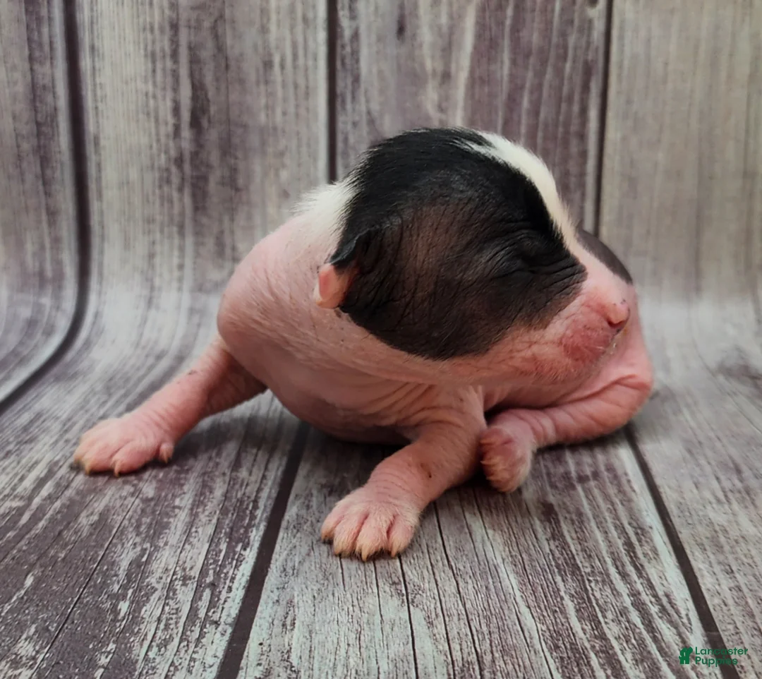 Mixed Breed dogs for sale: Bessie - Ad 2