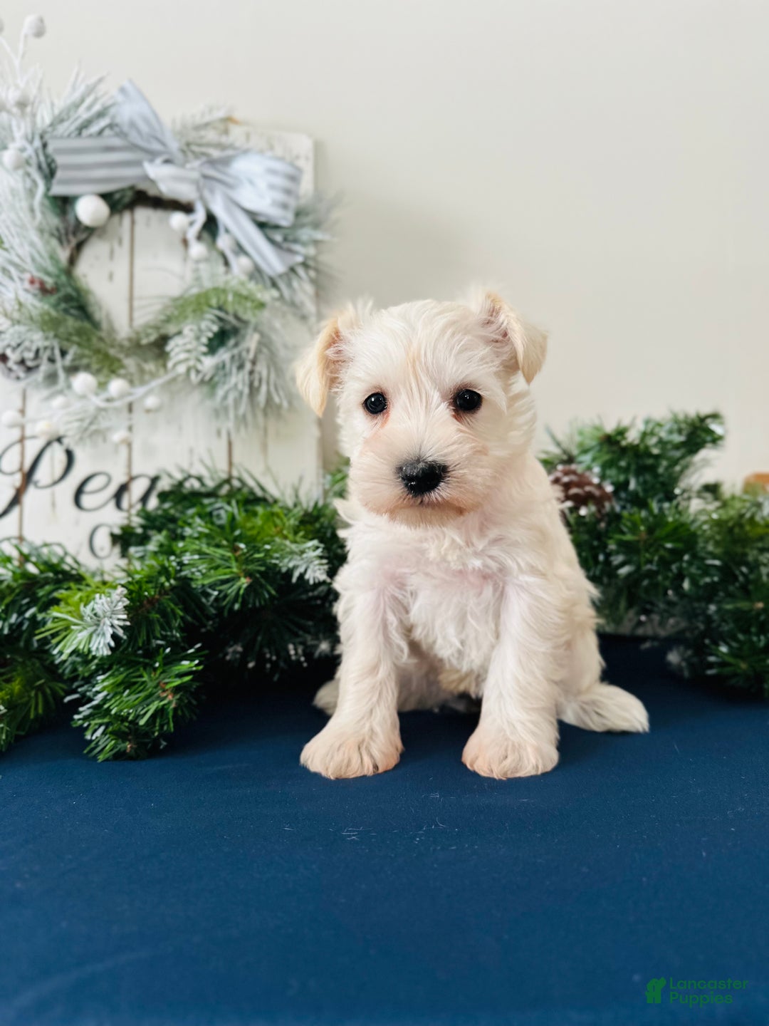 Miniature Schnauzer dogs for sale: Iris - Ad 12