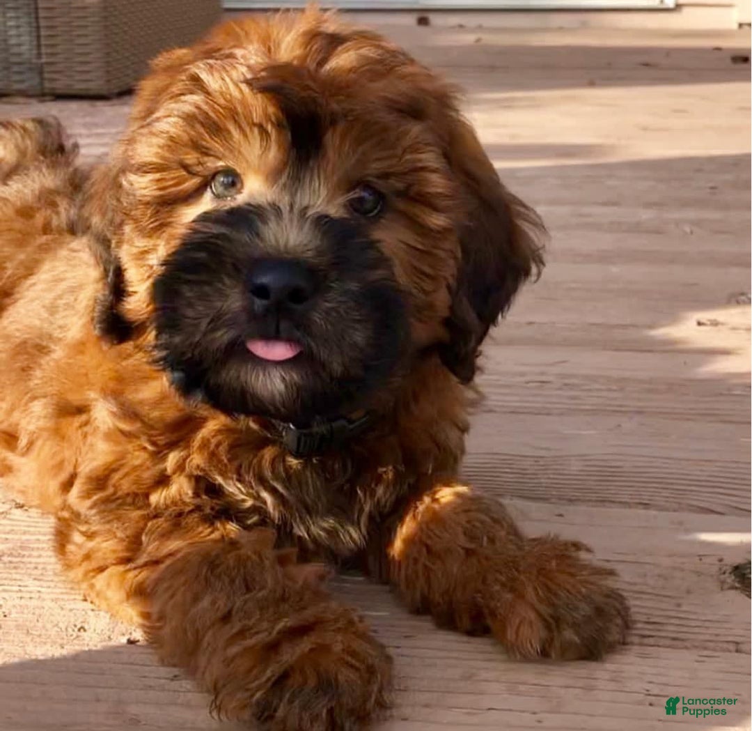 Gallery Image {{count}}