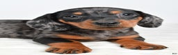 Miniature Dachshund dogs for sale: Cassidy - Ad 3