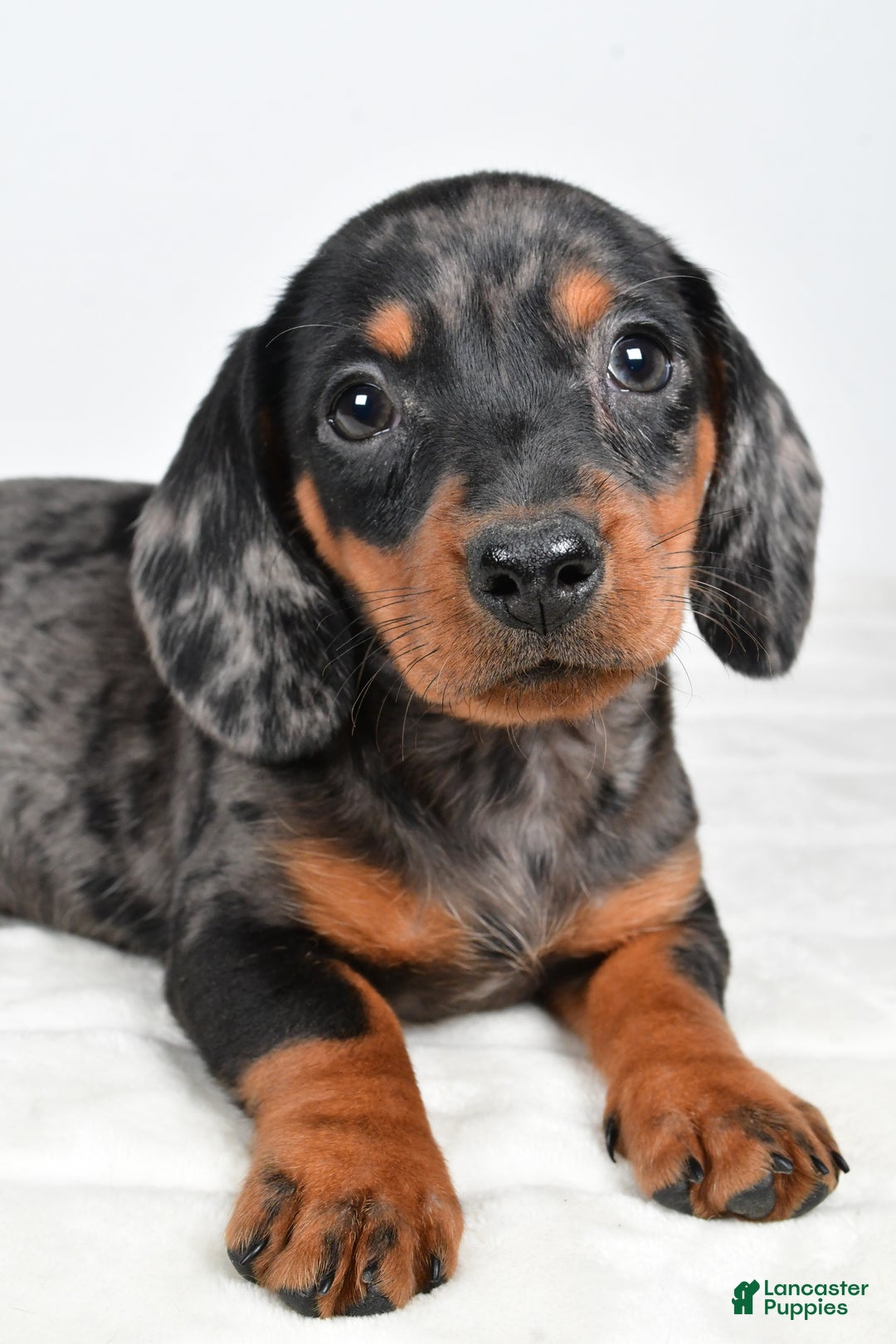 Miniature Dachshund dogs for sale: Cassidy - Ad 3