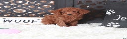 Miniature Poodle dogs for sale: Miniature Poodle Trixie - Ad 3