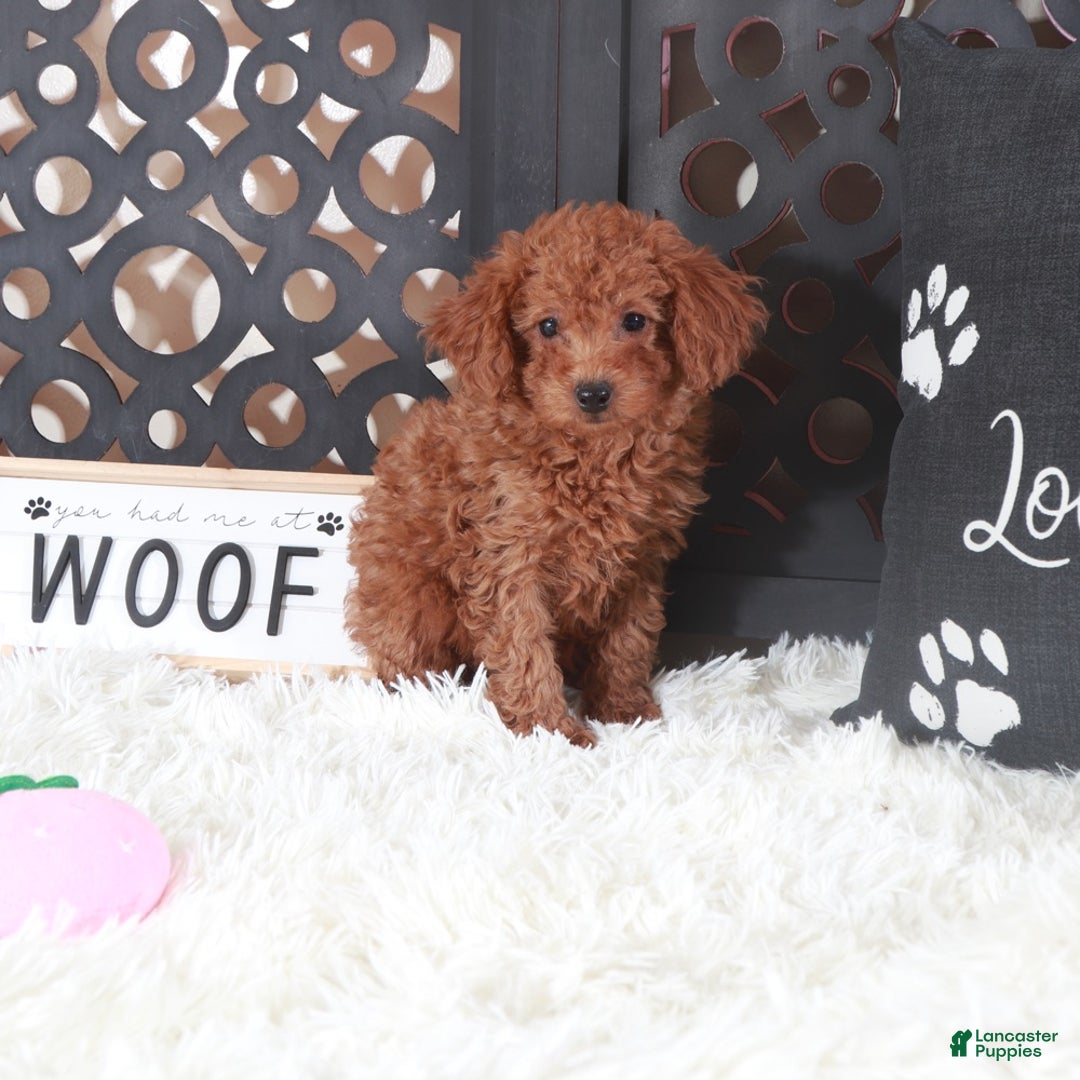 Miniature Poodle dogs for sale: Miniature Poodle Trixie - Ad 3