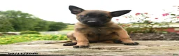 Belgian Malinois dogs for sale: Zara - Ad 1