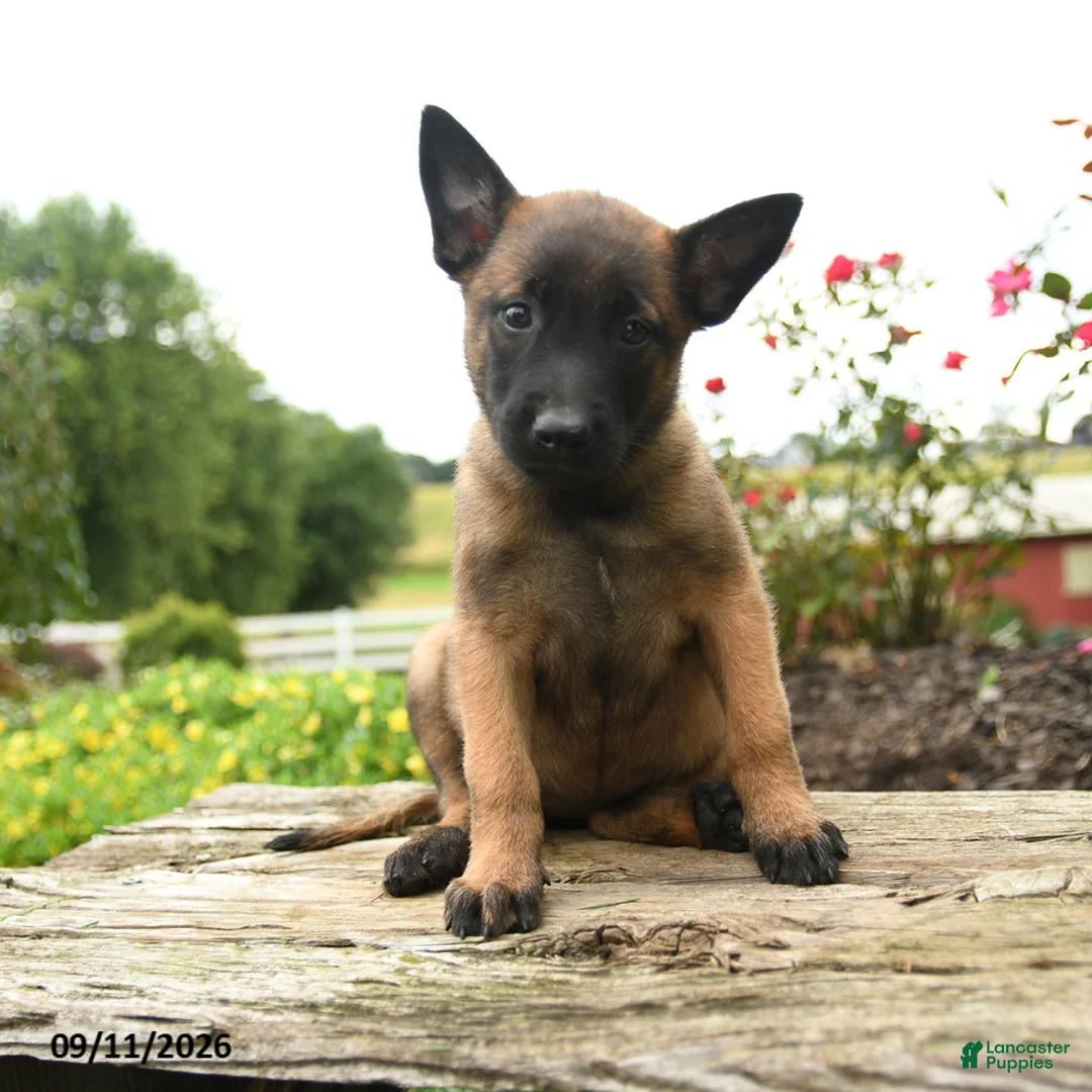 Belgian Malinois dogs for sale: Zara - Ad 1