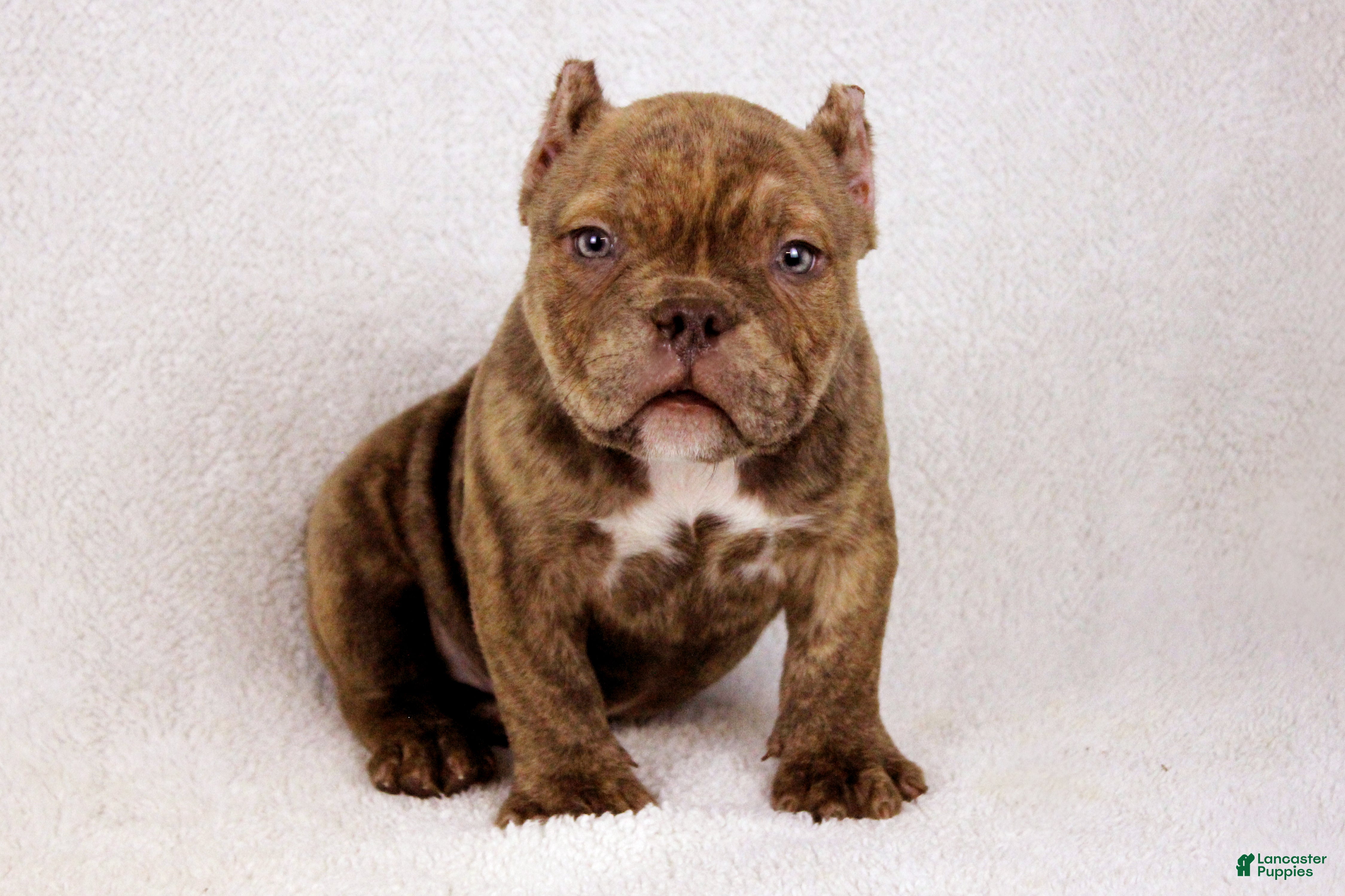 American Bully dogs Chocolate Brindle Male - Ad 2