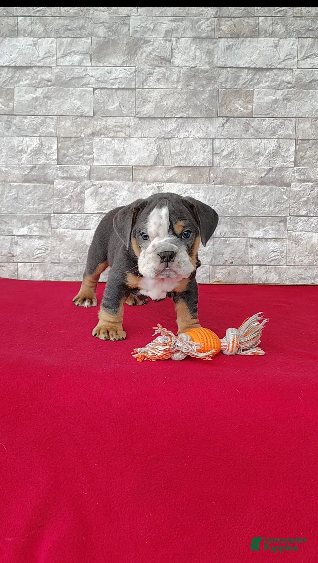 English Bulldog dogs for sale: Dallas - Ad 1