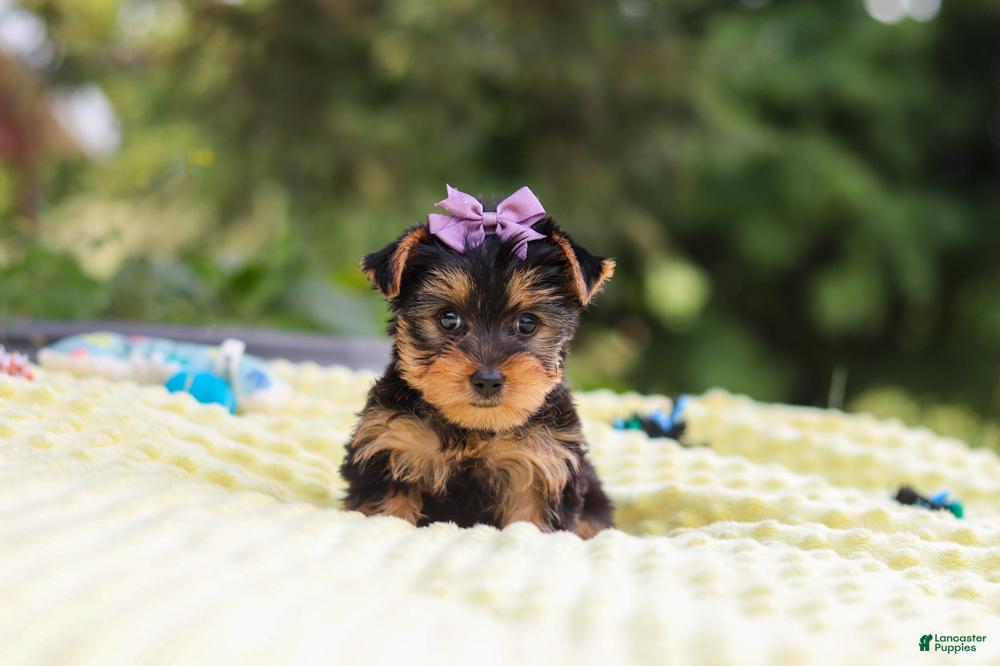 Yorkshire Terrier dogs for sale: Millie - Ad 1