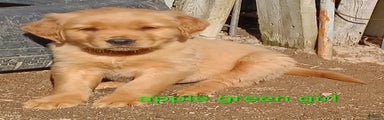 Golden Retriever Puppy Apple Green Girl
