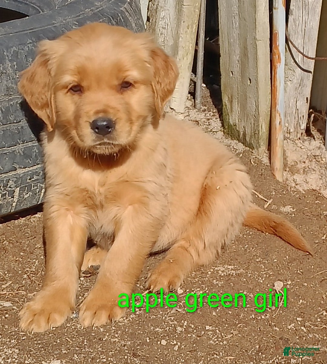 Golden Retriever dogs for sale: Golden Retriever Puppy Apple Green Girl - Ad 1