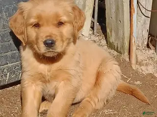 Golden Retriever dogs Golden Retriever Puppy Apple Green Girl - Ad 26