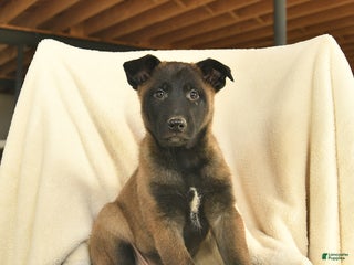 Belgian Malinois dogs Justice - Ad 18