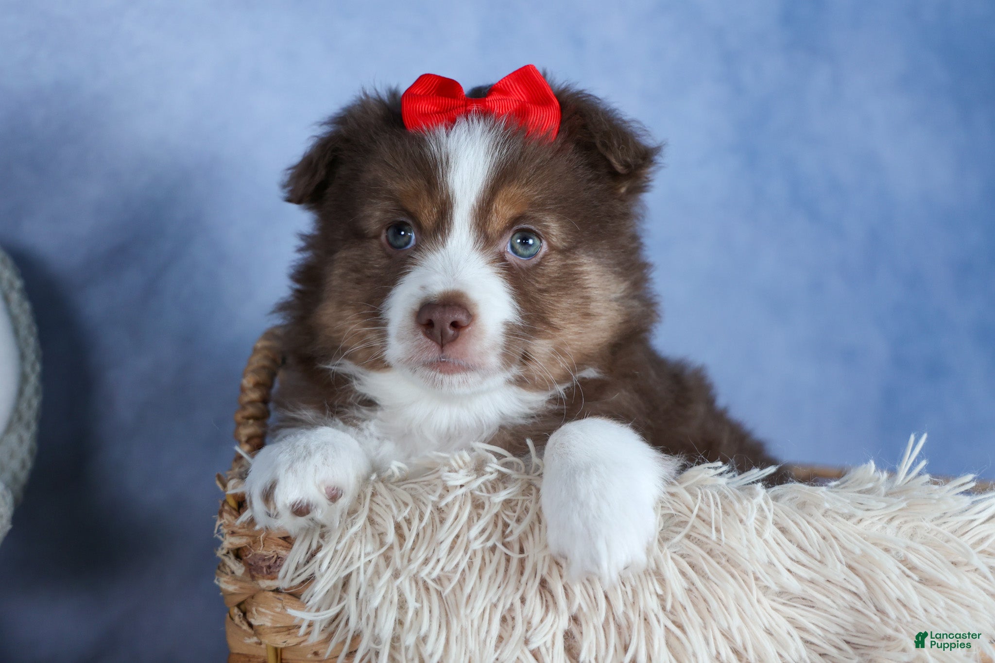 Miniature Australian Shepherd dogs ELVIS - Ad 2