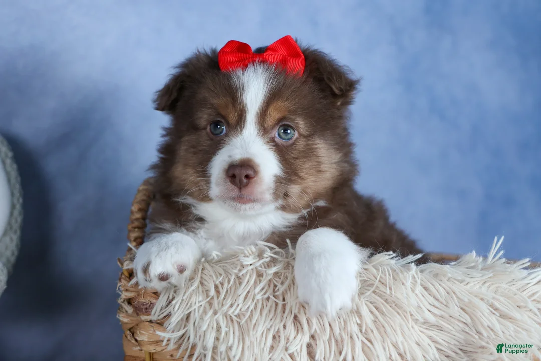 Miniature Australian Shepherd dogs for sale: ELVIS - Ad 2