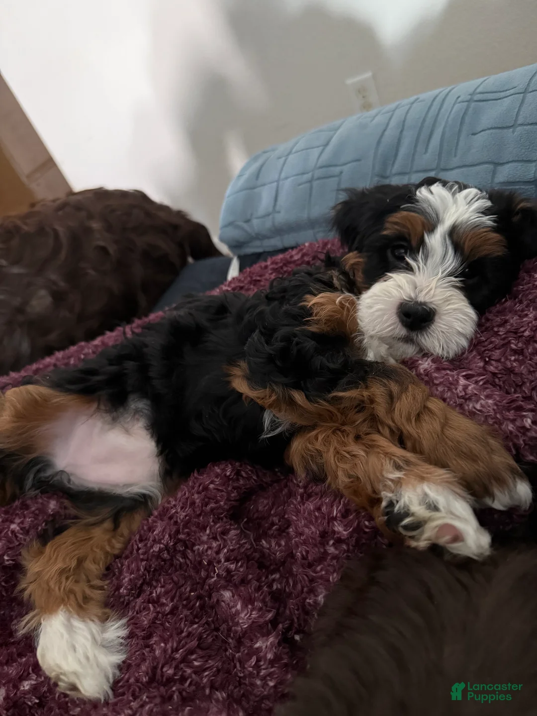 Mini Bernedoodle dogs for sale: Violet - Ad 2