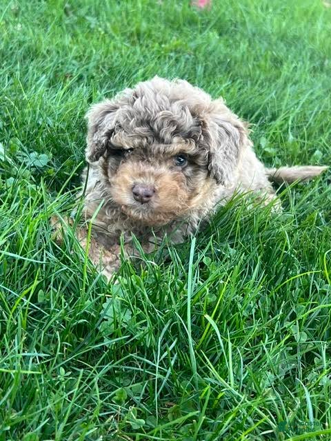 Mini Aussiedoodle dogs Ginger Miniature Aussiedoodle  - Ad 2