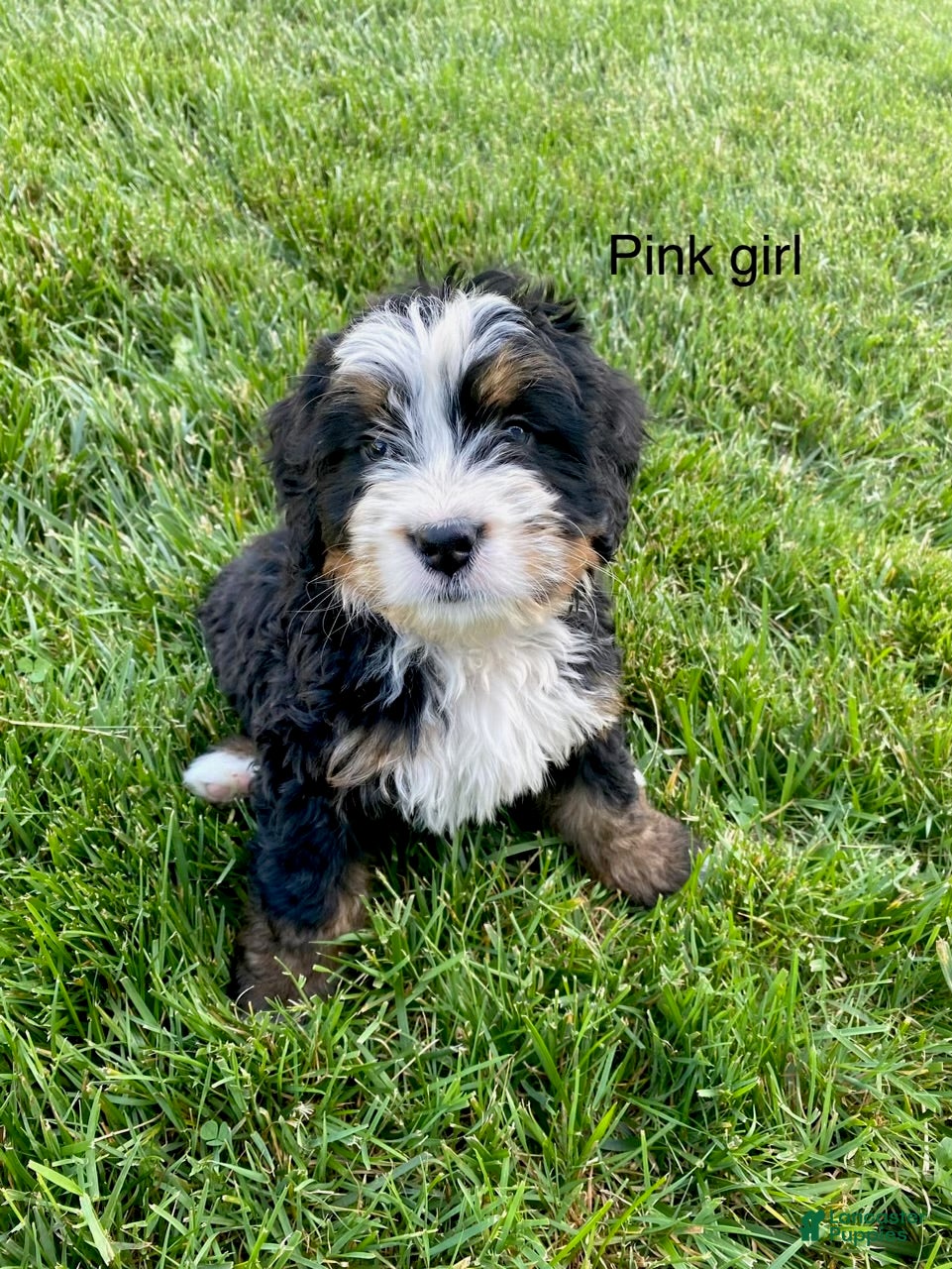 Bernedoodle dogs pink-Female - Ad 1