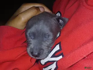 Mixed Breed dogs Mixed Breed Puppy 3 - Ad 25