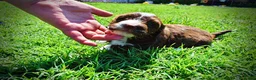 Havapoo dogs for sale: Tootsie - Ad 12