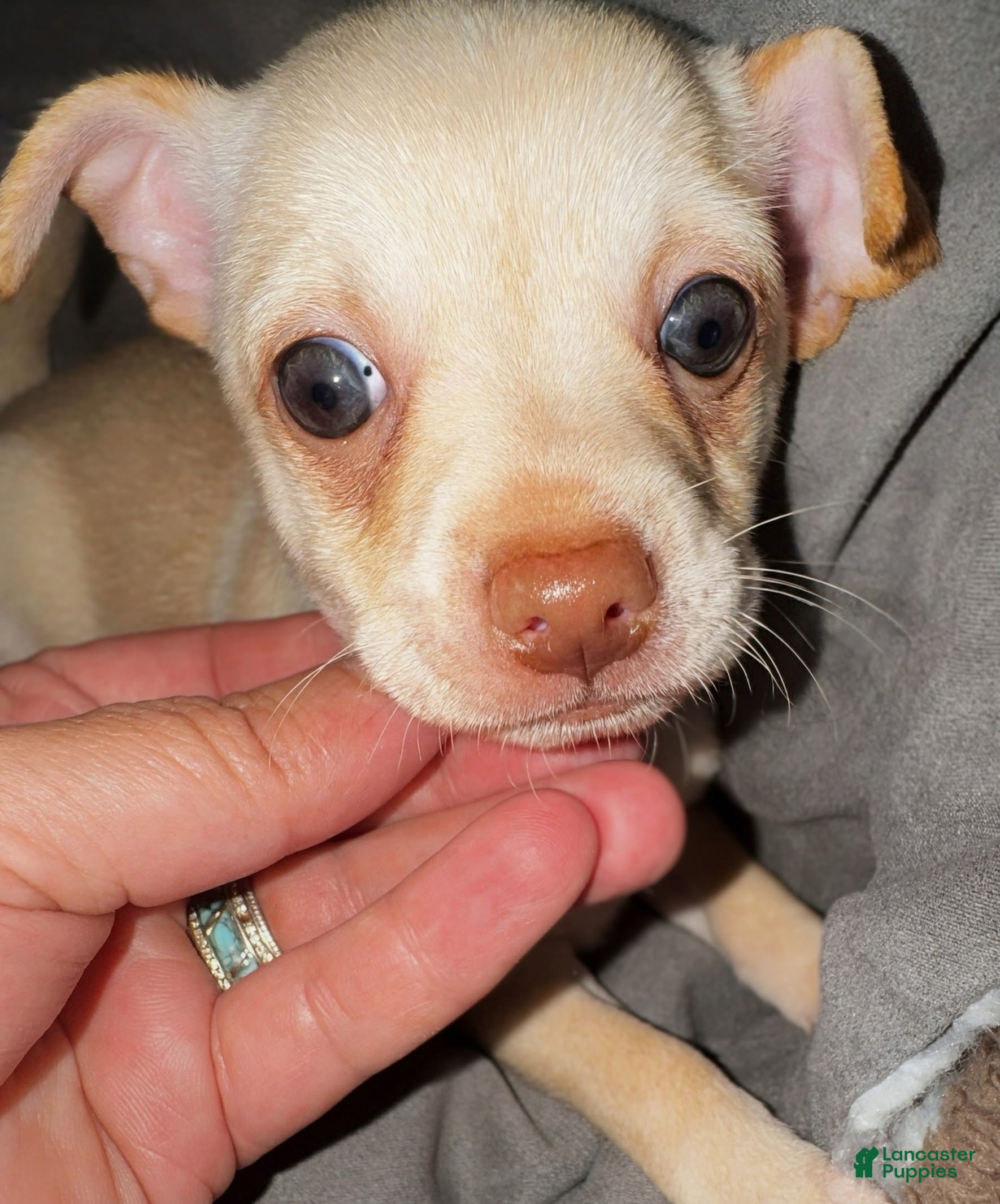 Chihuahua dogs Banner - Ad 34