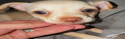 Chihuahua dogs for sale: Banner - Ad 1