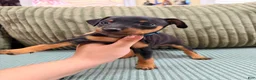 Miniature Pinscher dogs for sale: Lucky - Ad 8