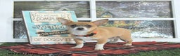 Chihuahua dogs for sale: Fritz - Ad 2