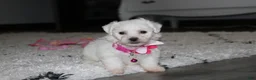 Bichon Frise dogs for sale: 🩷Jasmine🩷  - Ad 11
