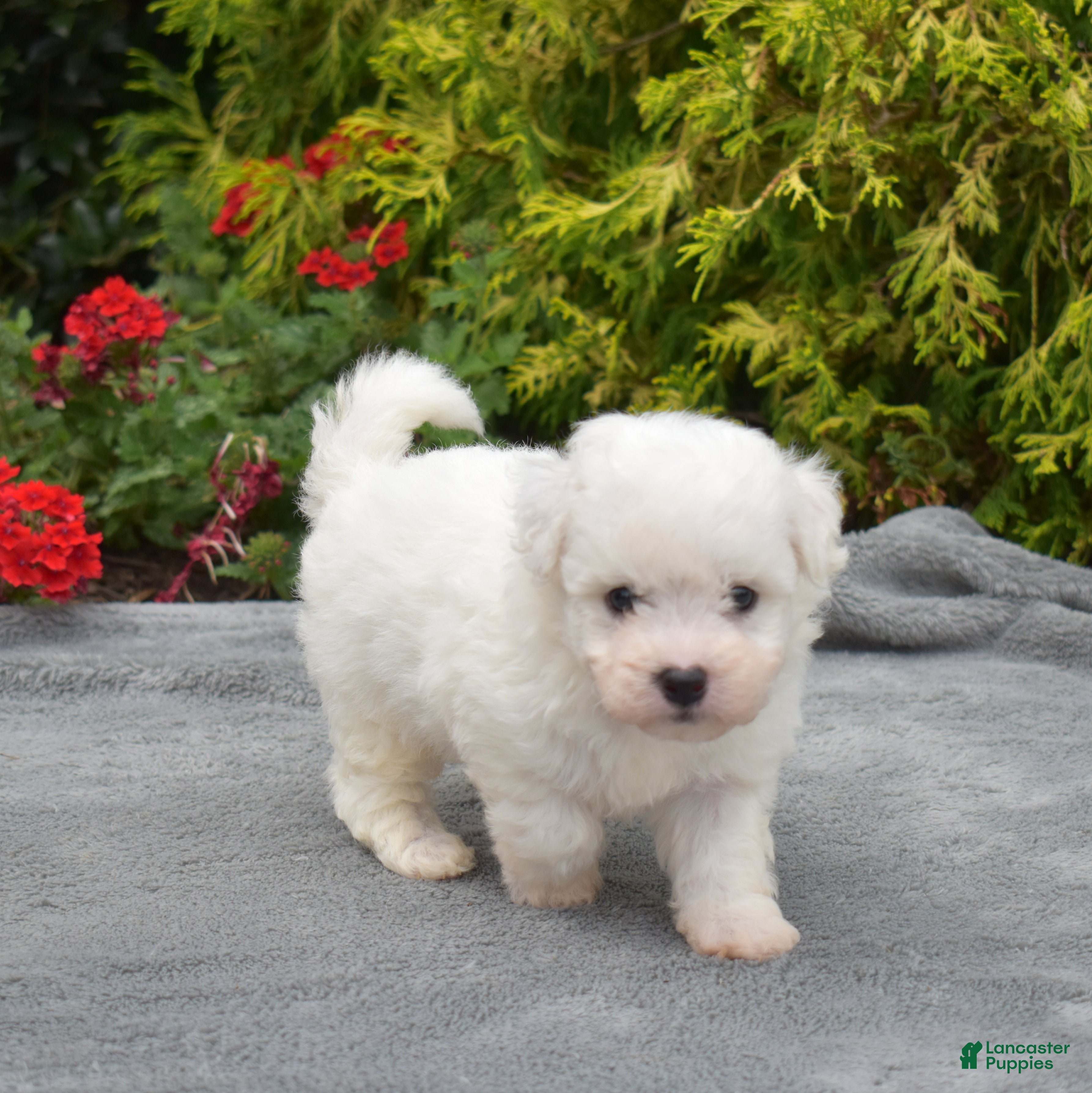 Bichon Frise dogs Tokyo (tiny) - Ad 2