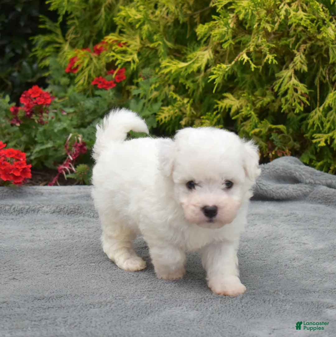 Bichon Frise dogs for sale: Tokyo (tiny) - Ad 2